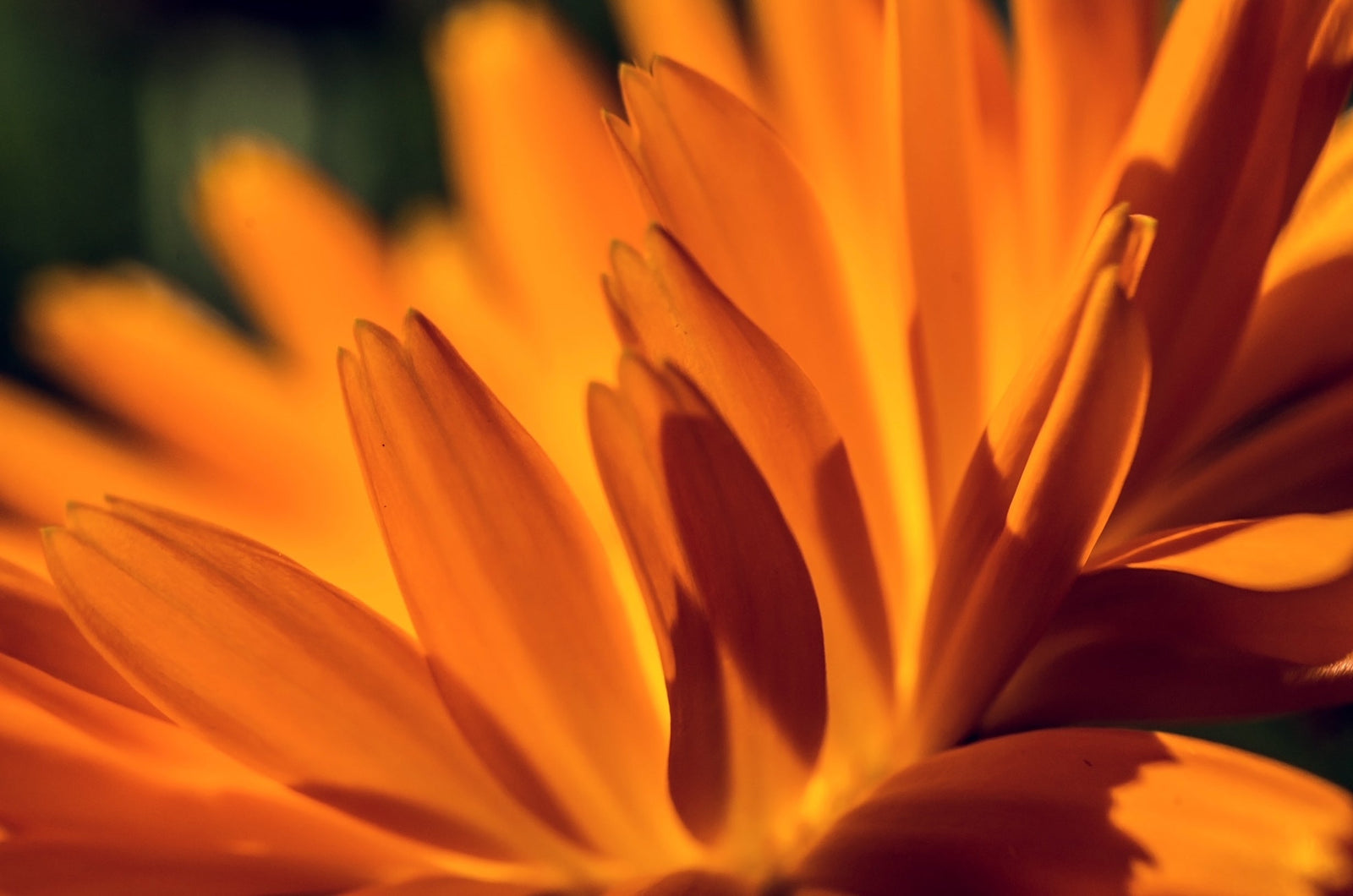 a 3d picture of calendula