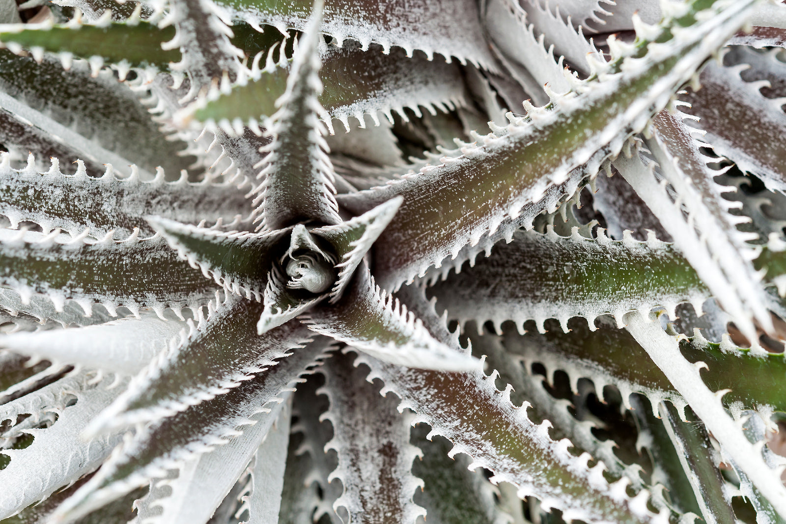 a 3d photo of desert aloe