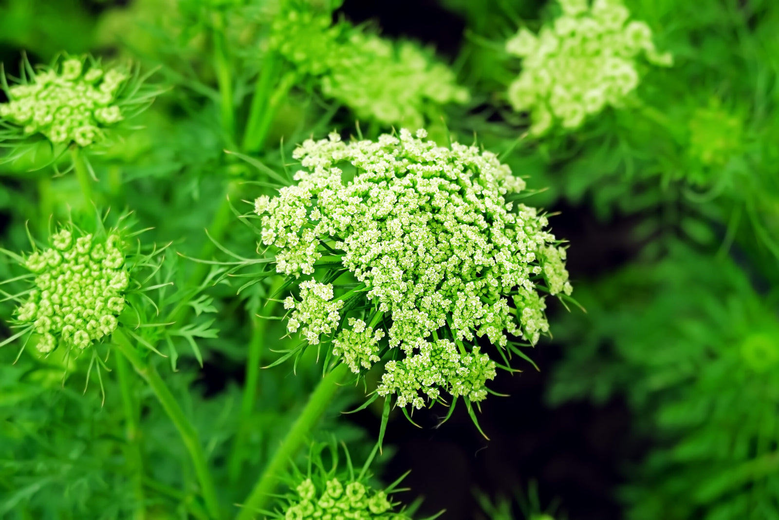 growing carrot seed close up