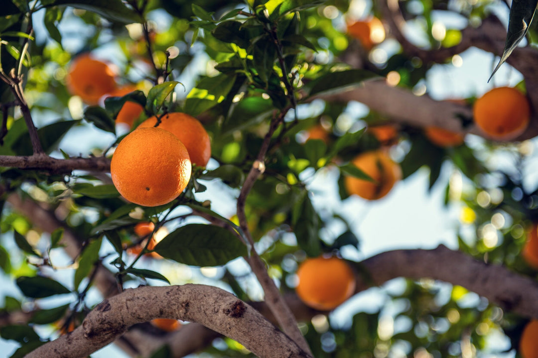 A photo of an orange bearing fruit tree.
