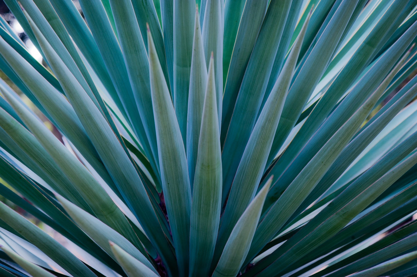 a 3d picture of blue agave